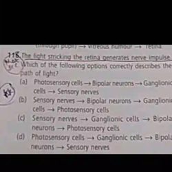 Which of the following statements is correct about spinal nerves